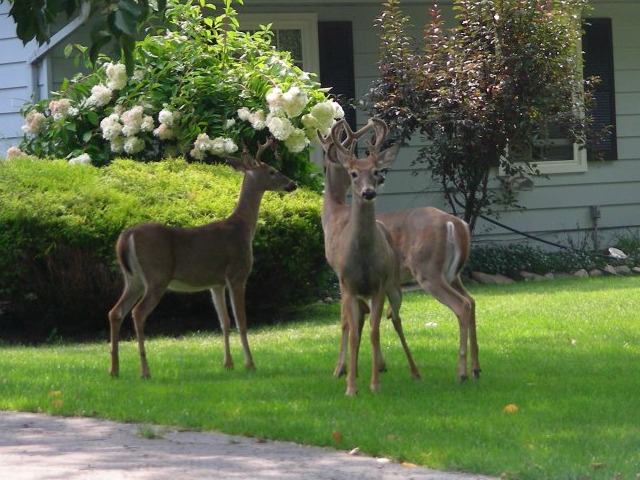 Deer/Backyard